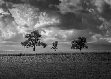 Three Trees Under Cloudy Sky