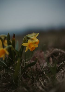 Yellow Daffodils in Grass