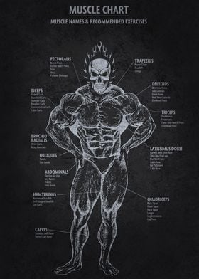 Muscle Chart Anatomy