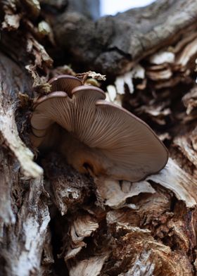 Oyster Mushroom on Tree Trunk