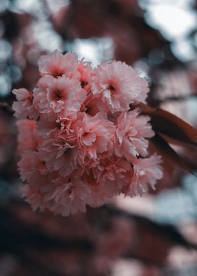 Pink Cherry Blossoms