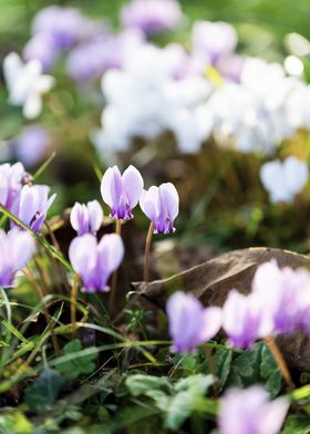 Pink and White Flowers in Grass : cyclamen