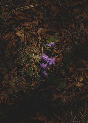 Purple Flowers in Forest