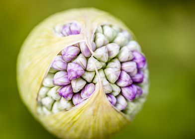 Close-up of Purple Flower Bud