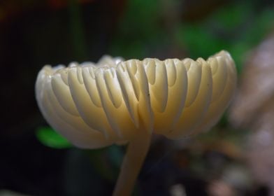 Ivory Bonnet (Mycena flavoalba)