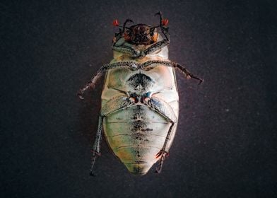 Close-up of a Beetle