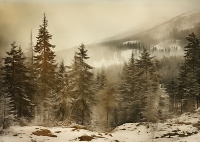 Snowy Forest Landscape