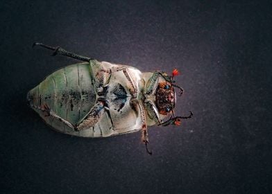 Green Beetle Close-Up