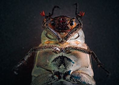 Close-up Beetle