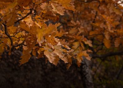 Fall Leaves