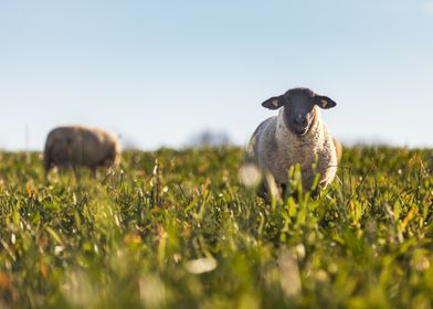 Sheep in a Field