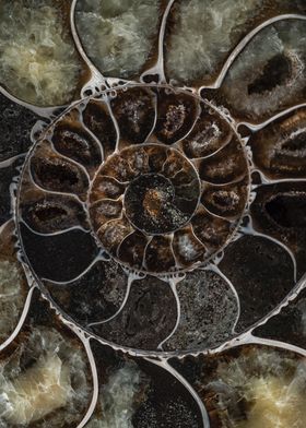 Ammonite Fossil Close-up