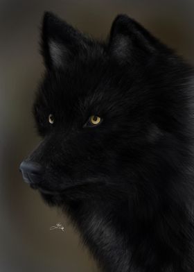 Black Wolf Portrait