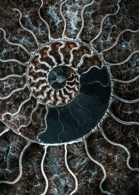 Ammonite Fossil Close-up