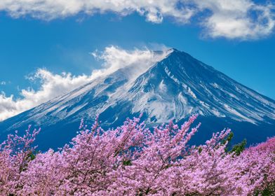 Mount Fuji with Cherry Blossoms