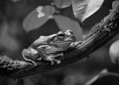 Frog on Branch