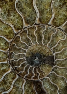 Ammonite Fossil Close-up