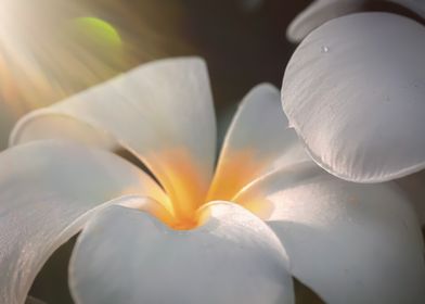 White Flower Close-Up