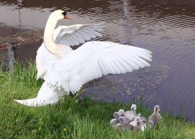 White Swan protecting Cygnets