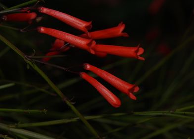 Red Flowers on Green Stems