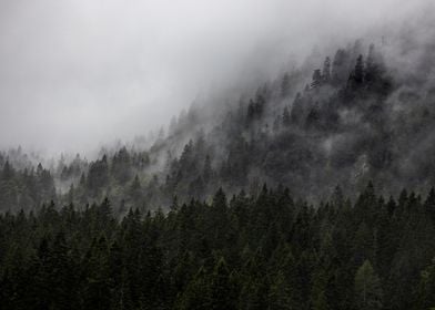 Misty Mountain Forest