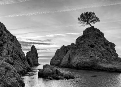 Lone Tree on Coastal Rock