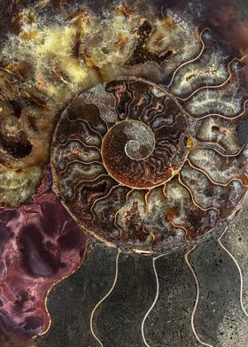 Ammonite Fossil Close-up