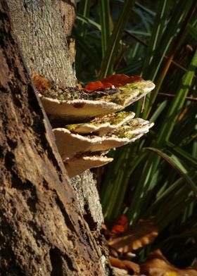 Tree Fungus Close-up