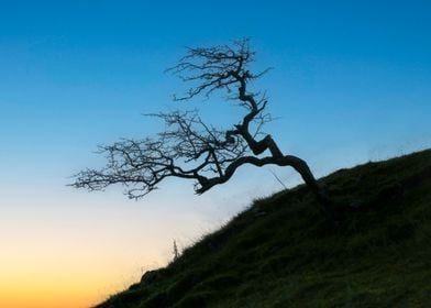 Silhouetted tree at sunset