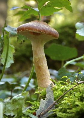 Mushroom in Forest