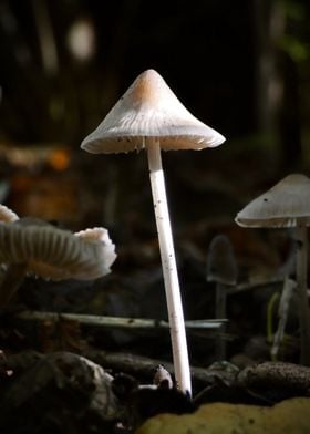 White Mushroom in Forest