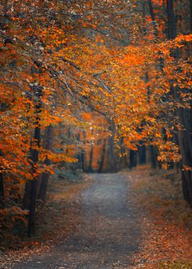 Autumn Forest Path