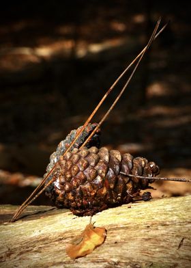 Pine Cone on Log