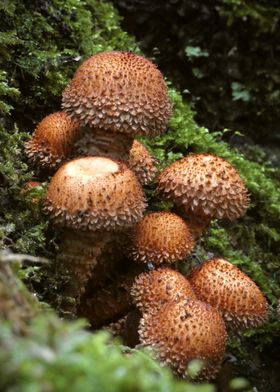 Cluster of Brown Mushrooms