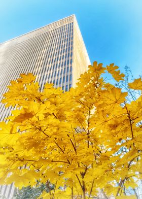 Autumn Leaves and Skyscraper