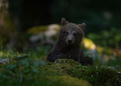 Brown Bear Cub In Forest