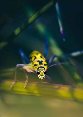 Yellow and Black Beetle