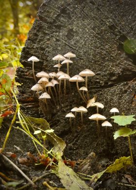 Mushrooms on Tree Stump