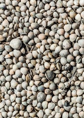 Seashells on Sand