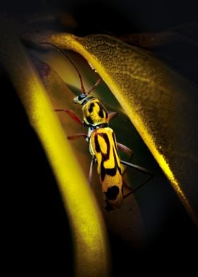 Yellow and Black Beetle