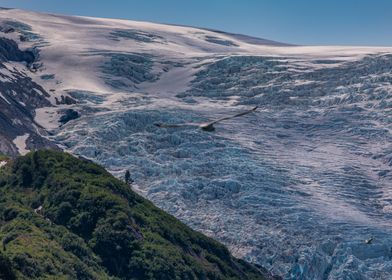 Glacier with some wildlife in Alaska