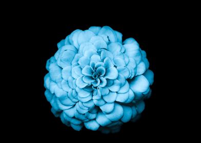 Blue Flower on Black