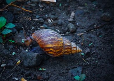 Snail on Dark Ground