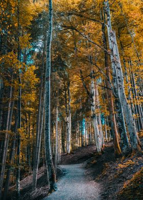 Autumn Forest Path