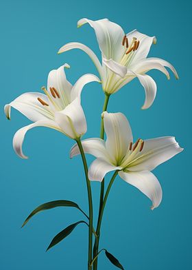 White Lilies on Blue