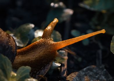 Snail Close-up