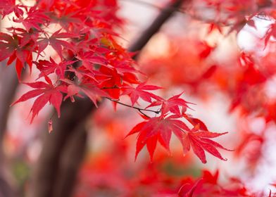 Autumn Maple Leaves