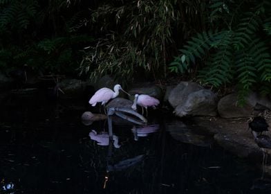 Roseate Spoonbills by the Pond