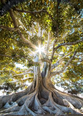 Majestic Tree with Sunlight