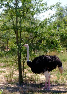 Ostrich in a Green Meadow